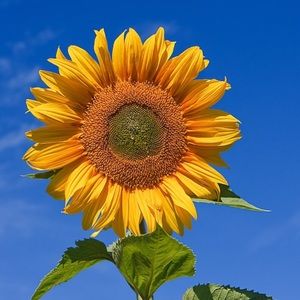 Meet your Posher, Audrey